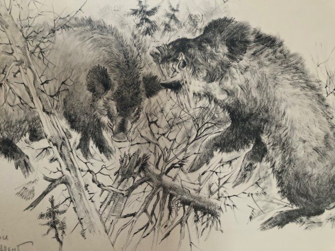 Maurice Parent  Rut des sangliers.