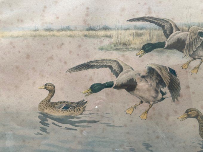Georges Rotig, Vol de colverts