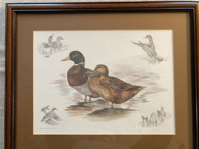 Nigel Hemming. Étude de canards.