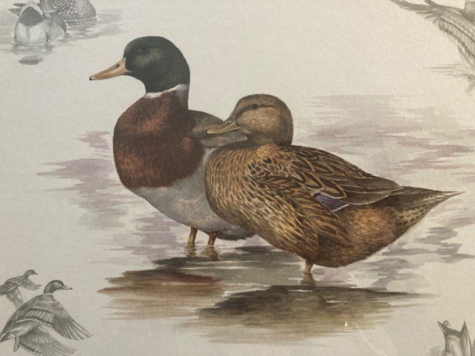 Nigel Hemming. Étude de canards.