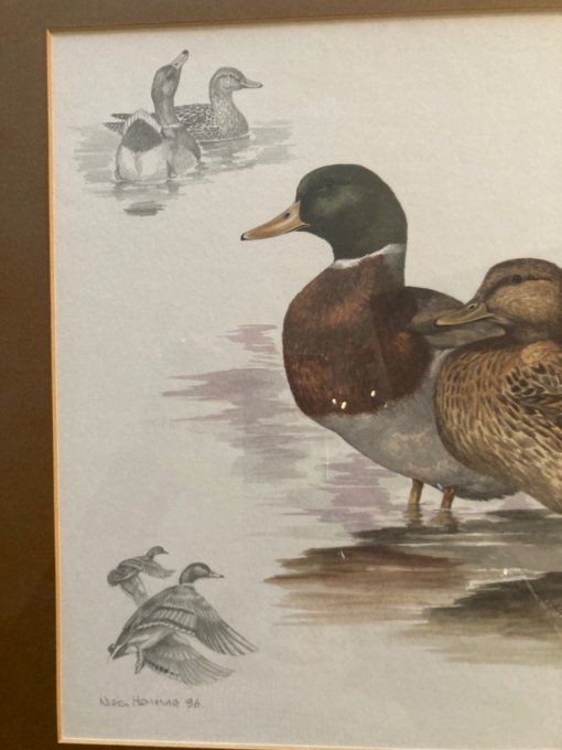 Nigel Hemming. Étude de canards.