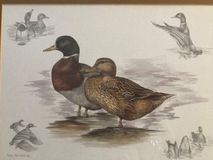 Nigel Hemming. Étude de canards.