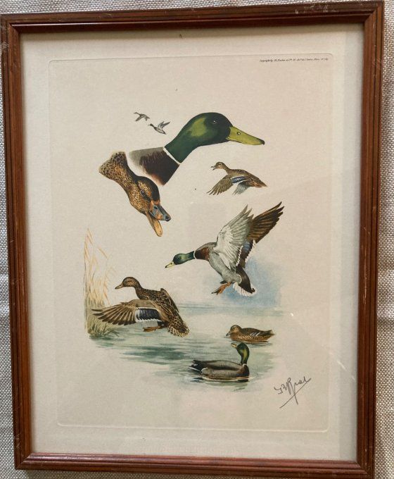 Boris Riab : vol de Colverts