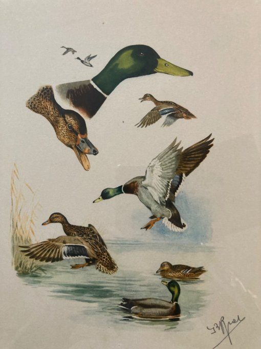 Boris Riab : vol de Colverts 