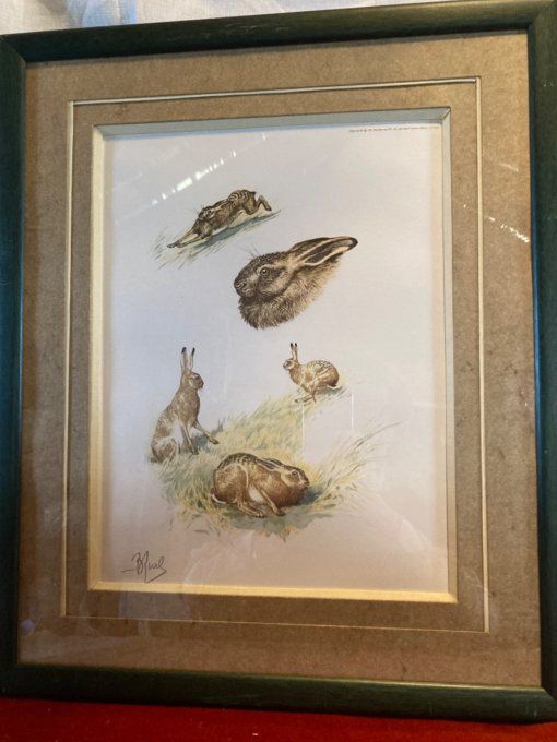 Boris Riab  :  lièvre