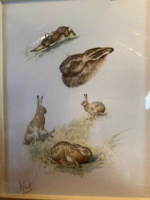 Boris Riab  :  lièvre