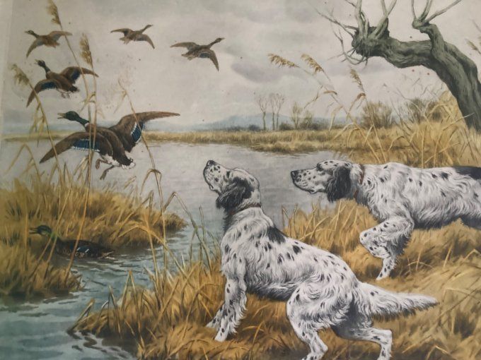 GF Rotig. Les canards