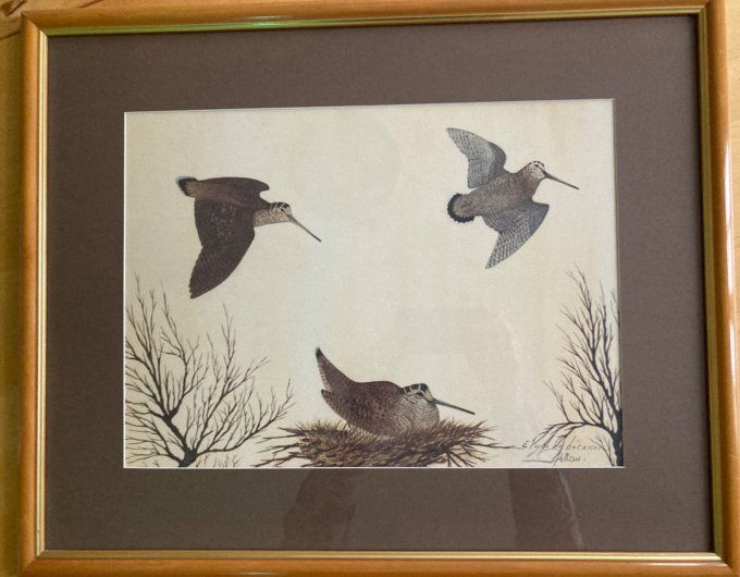 Aquarelle étude de bécasses. Rollan Jean