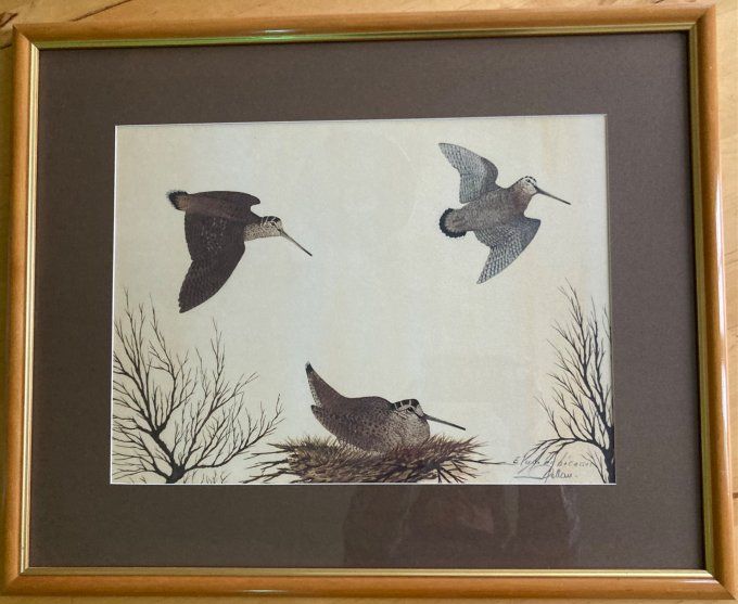 Aquarelle étude de bécasses. Rollan Jean