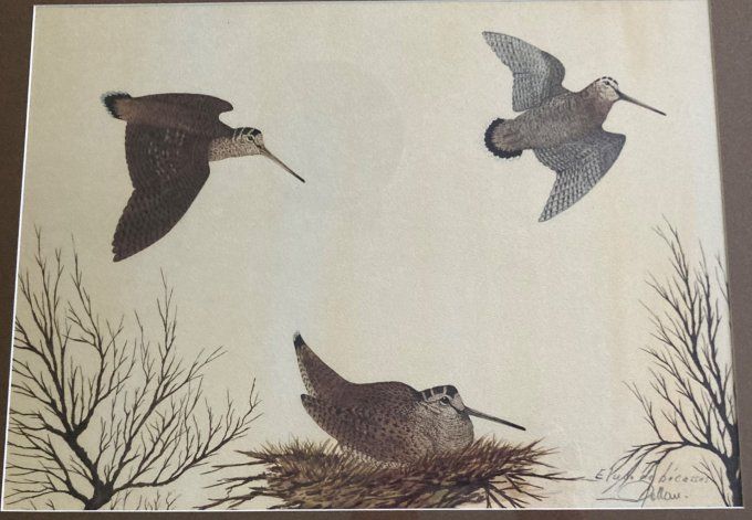 Aquarelle étude de bécasses. Rollan Jean