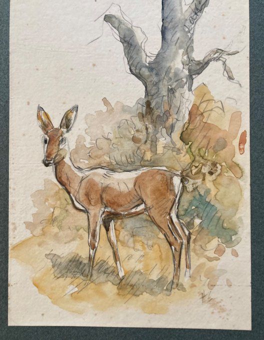 Henri Camus  Aquarelle d une biche