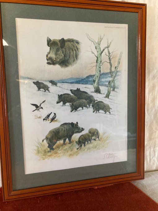 Georges Rotig. Étude de Sangliers