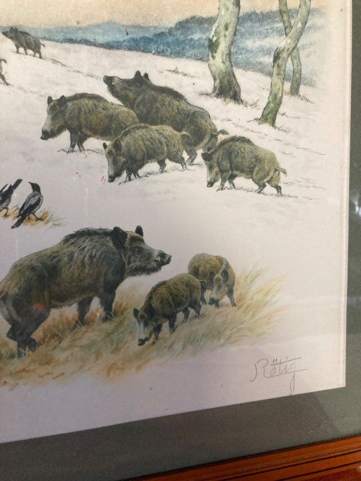 Georges Rotig. Étude de Sangliers