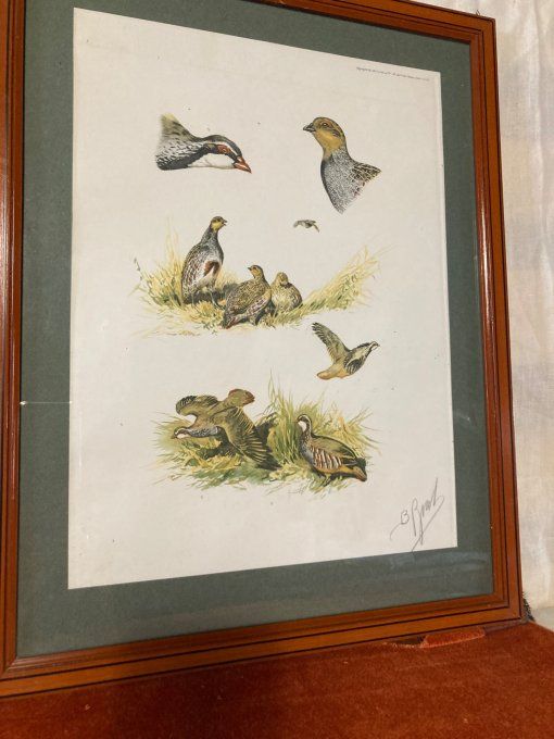 Boris Riab Étude perdrix