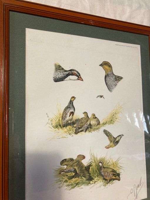 Boris Riab Étude perdrix