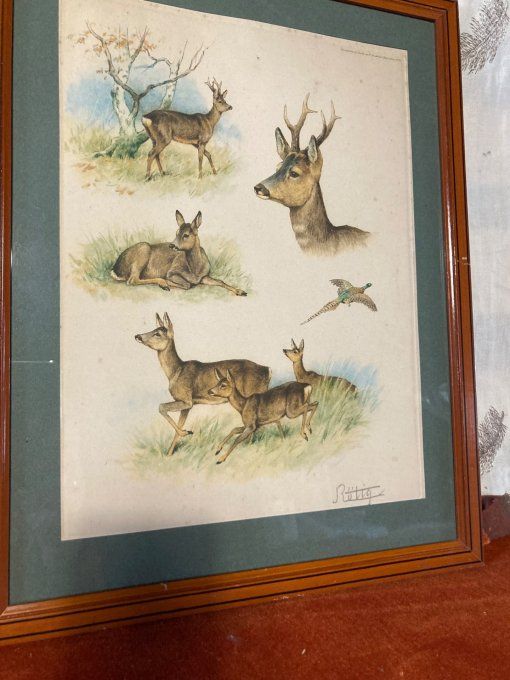 Georges Rotig. Étude de chevreuil