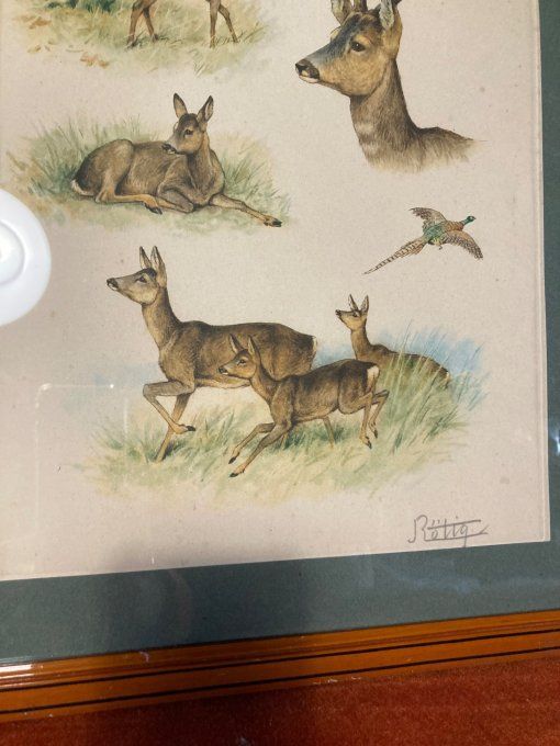 Georges Rotig. Étude de chevreuil