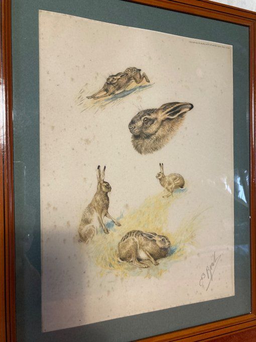 Boris Riab . Étude de lièvre