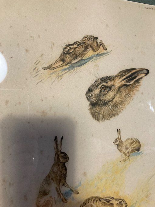 Boris Riab . Étude de lièvre