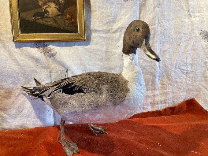 Canard Pilet empaillé