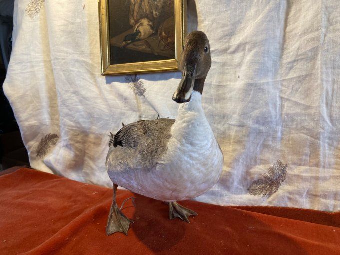 Canard Pilet empaillé