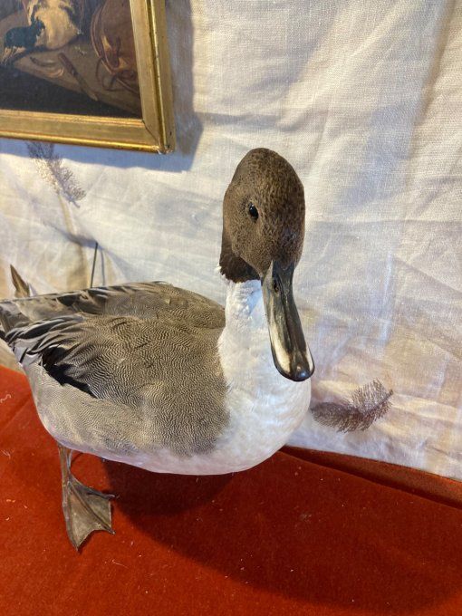 Canard Pilet empaillé