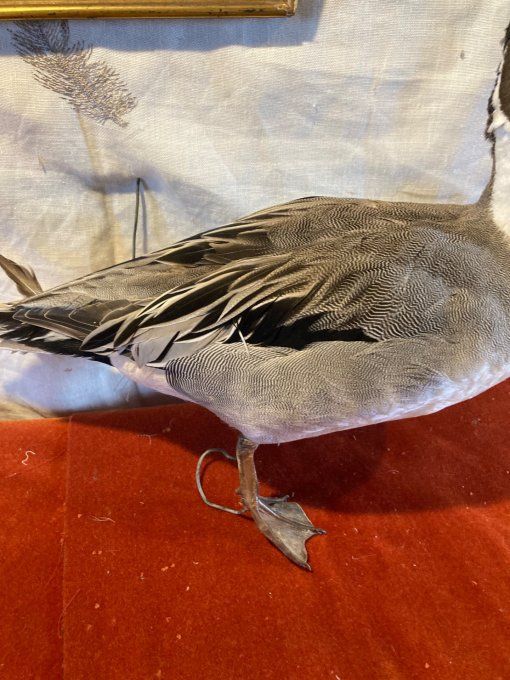 Canard Pilet empaillé