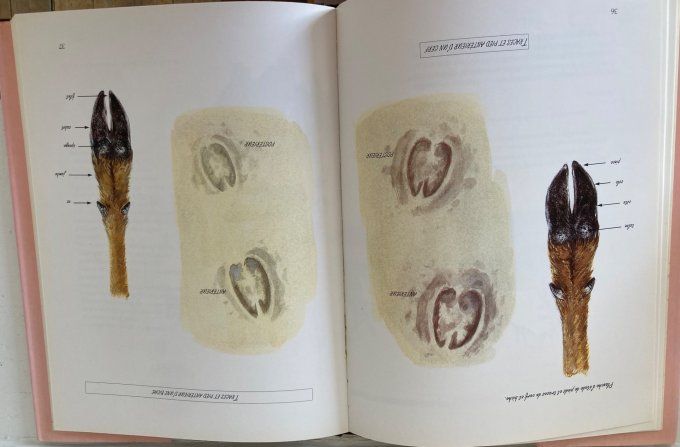 Le cerf de Maurice Parent. Images de la vie sauvage