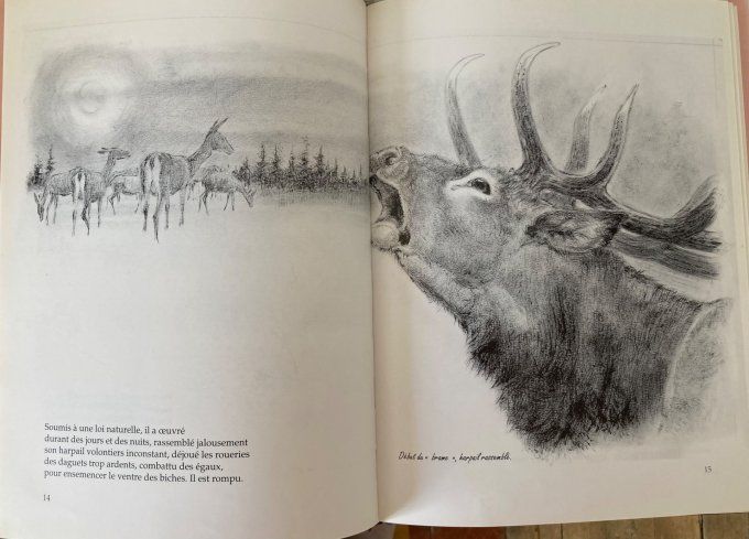 Le cerf de Maurice Parent. Images de la vie sauvage