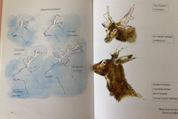 Le cerf de Maurice Parent. Images de la vie sauvage