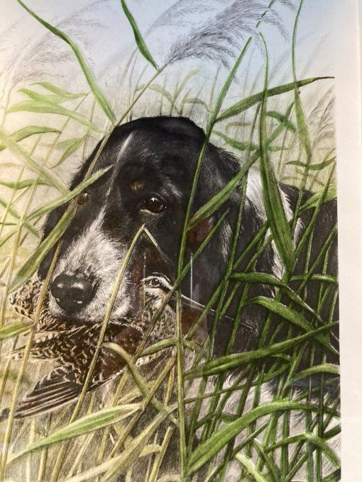 Leon Danchin,  Chien de chasse et becasse.