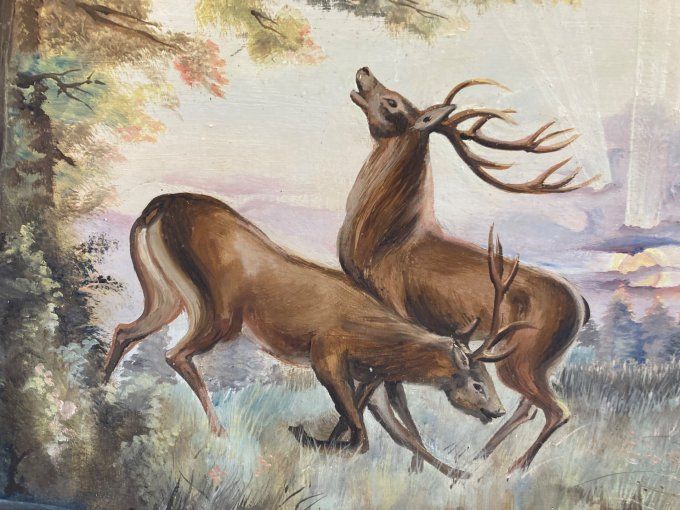 S.Morissonnaud. Cerfs