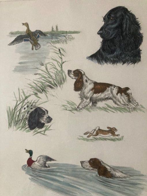 Jean Herblet. Étude de chiens, canards et lapin 