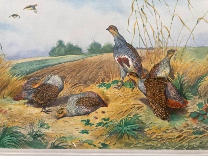 Boris Riab. Compagnie de perdreaux au sol